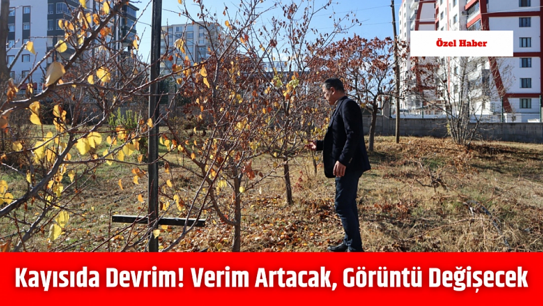 Kayısıda devrim! Verim artacak, görüntü değişecek