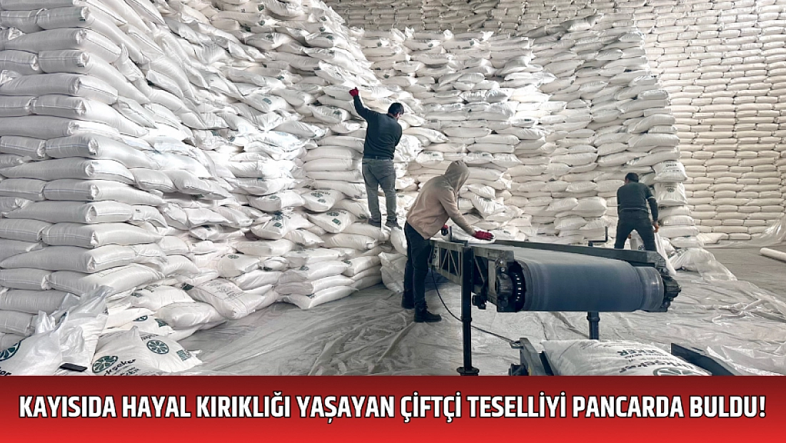 Kayısıda hayal kırıklığı yaşayan çiftçi pancarda teselli buldu!