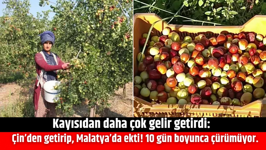 Kayısıdan daha çok gelir getirdi: Çin’den getirip, Malatya’da ekti! 10 gün boyunca çürümüyor.