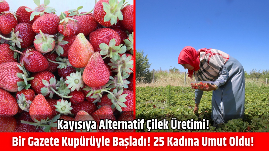 Kayısıya alternatif çilek üretimi! Bir gazete kupürüyle başladı| 25 kadına umut oldu!