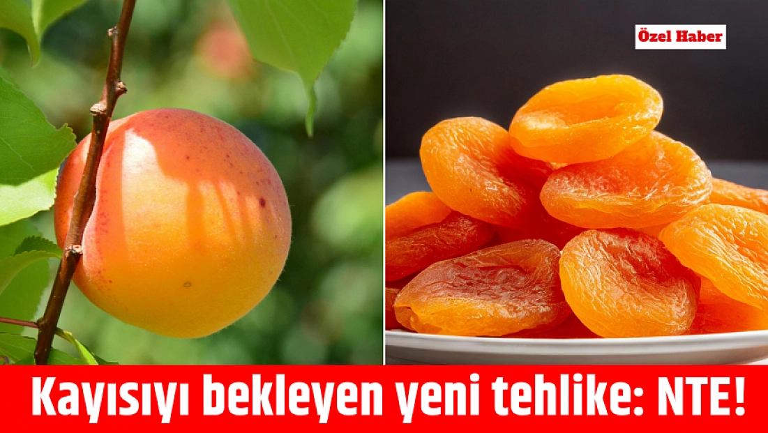 Kayısıyı bekleyen yeni tehlike: NTE!