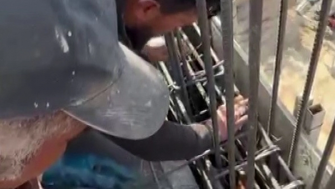 Kedi, dökülen betonun altında kalmaktan son anda kurtarıldı