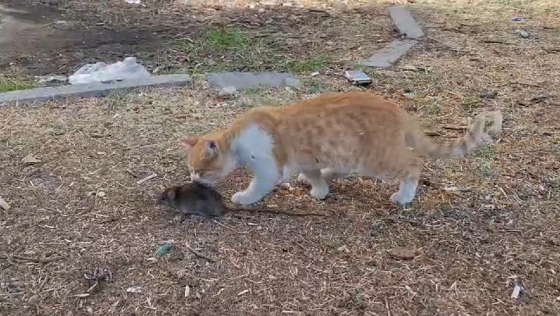 Kedi ile farenin dostluğu şaşırttı