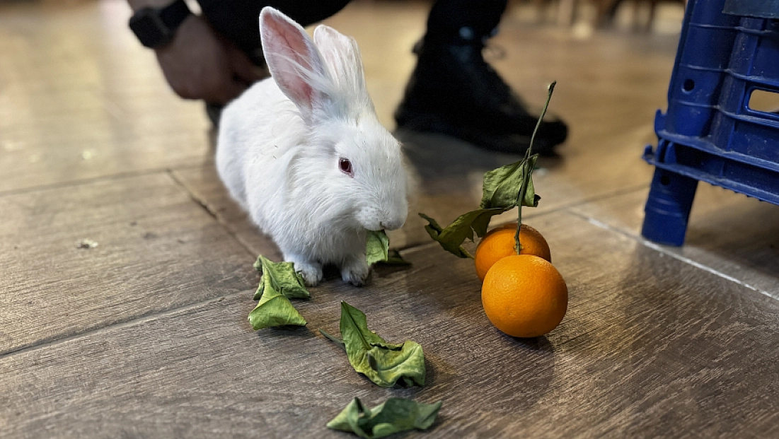 Kedinin ağzından kurtarılan tavşan kafenin maskotu oldu