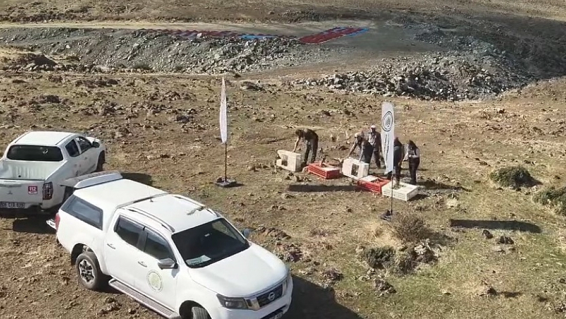 Kınalı keklikler doğaya salındı
