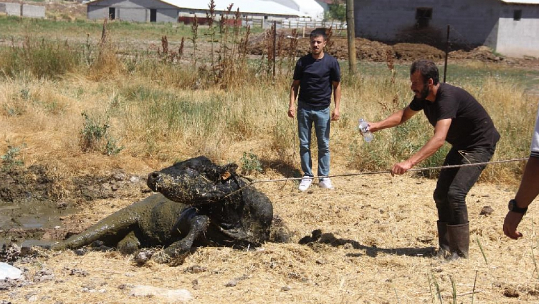 Kızgın boğa 2 saat boyunca herkesi peşinden koşturdu
