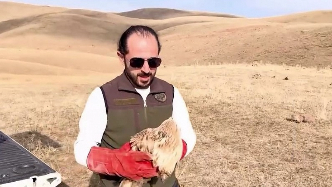 Kızıl şahin doğal yaşam alanına bırakıldı