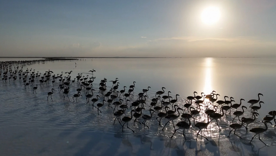 Kuraklık çanları çalıyor, Flamingolar artık gelmiyor