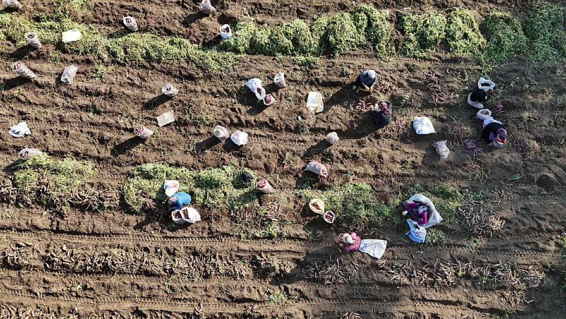 Kuraklık nedeniyle verimi yarı yarıya düştü! Son kez hasat yapıldı