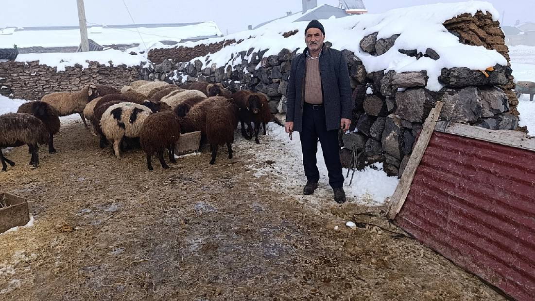 Kurt saldırısında telef olan 214 koyun için dayanışma seferberliği