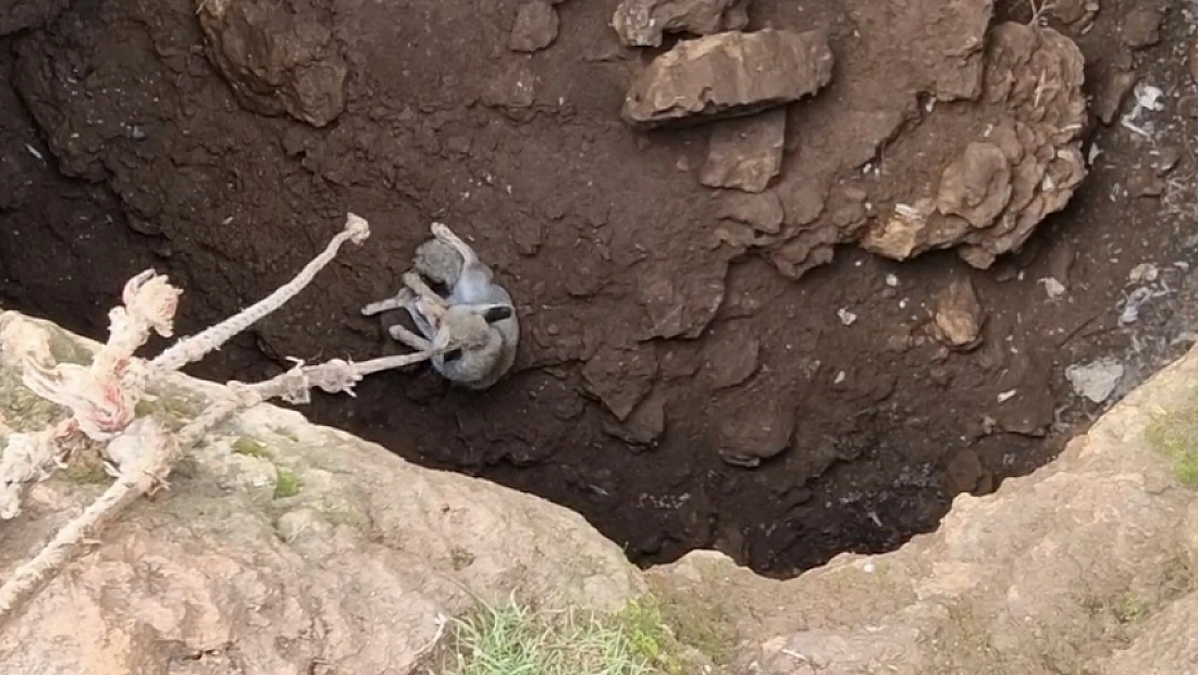 Kuyuya düşen tilkiyi gençler kurtardı