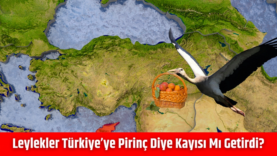 Leylekler Türkiye’ye pirinç diye kayısı mı getirdi?