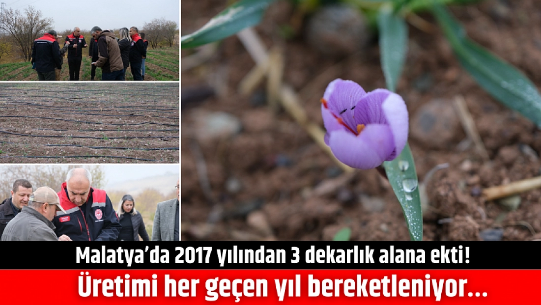 Malatya’da 2017 yılından 3 dekarlık alana ekti! Üretimi her geçen yıl bereketleniyor…