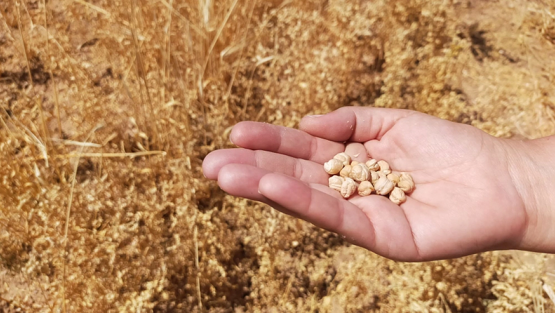 Malatya’da 4 bin dekarlık alana ekilmişti! Hasadı yapıldı
