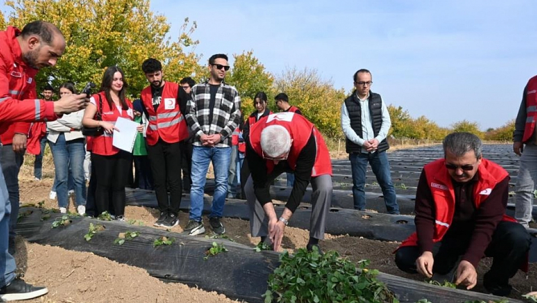 Malatya'da 40 dekarlık çilek bahçeleri kuruluyor!
