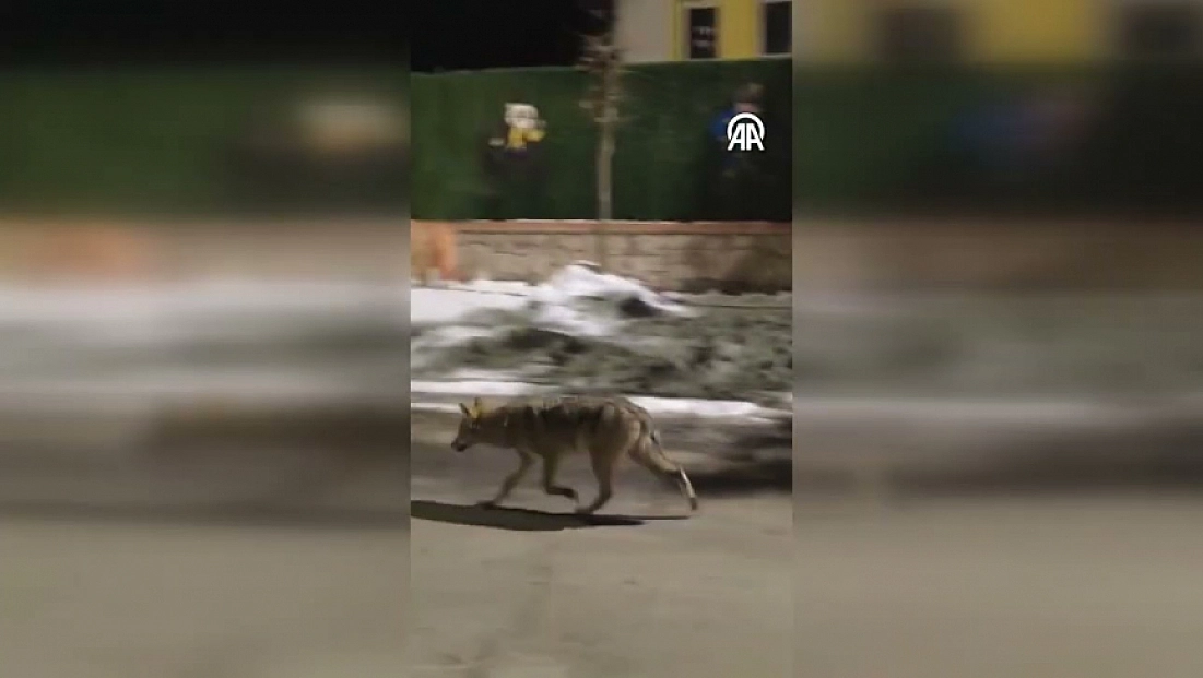 Malatya'da aç kalan kurt yerleşim alanına indi
