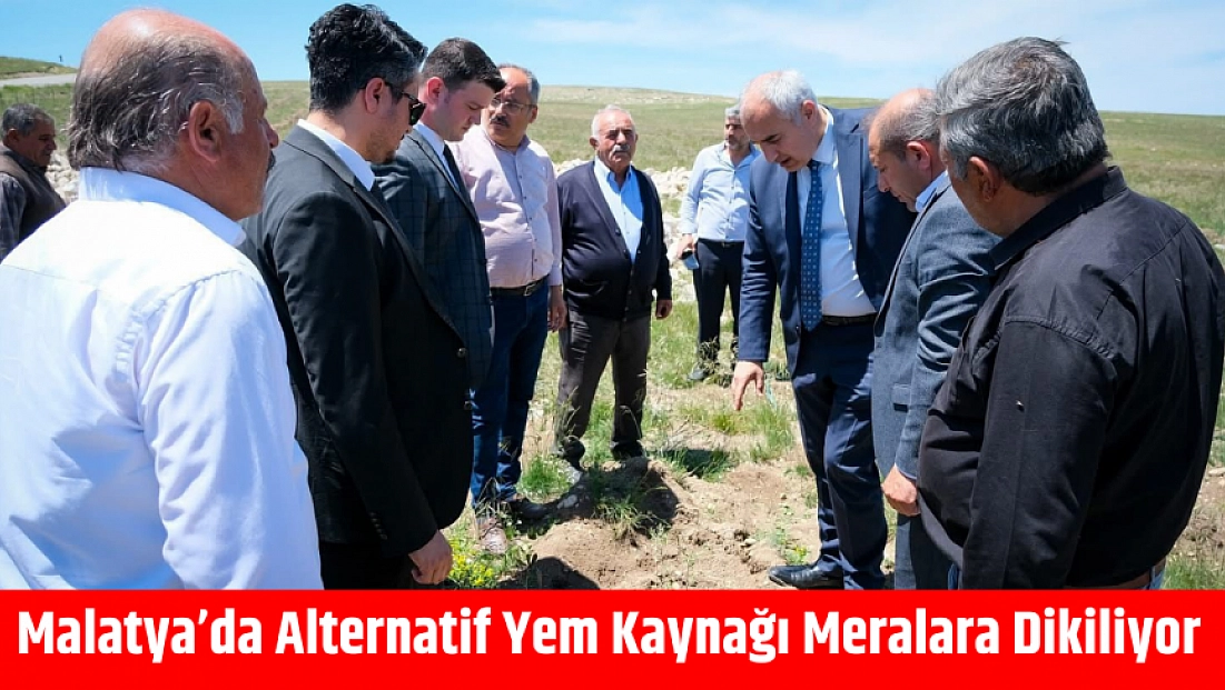 Malatya’da Alternatif Yem Kaynağı Meralara Dikiliyor