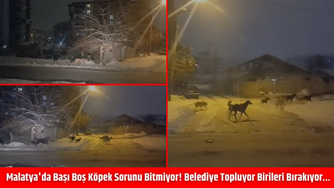 Malatya'da başı boş köpek sorunu bitmiyor! Belediye topluyor birileri bırakıyor…