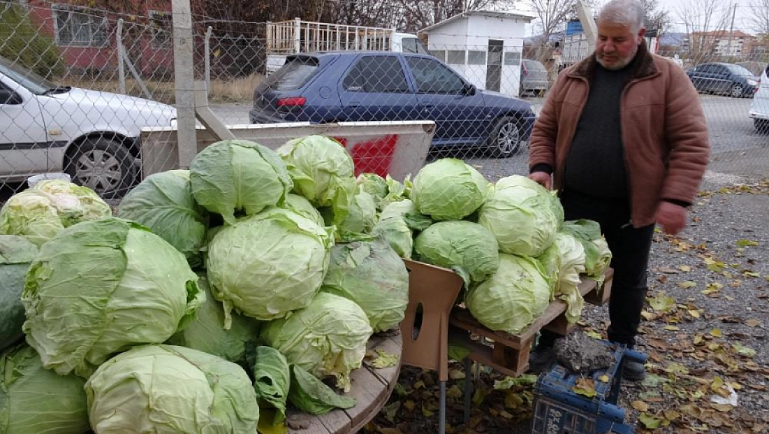 Malatya'da çiftçiler lahanayla sezonu kurtarmaya çalışıyor!