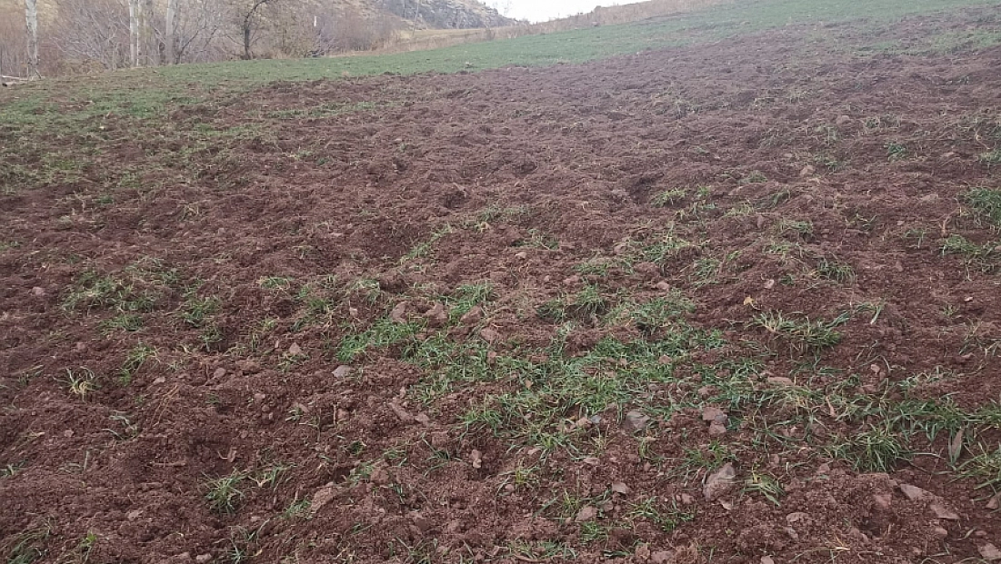 Malatya'da Domuzlar Çiftçilere Zor Anlar Yaşatıyor