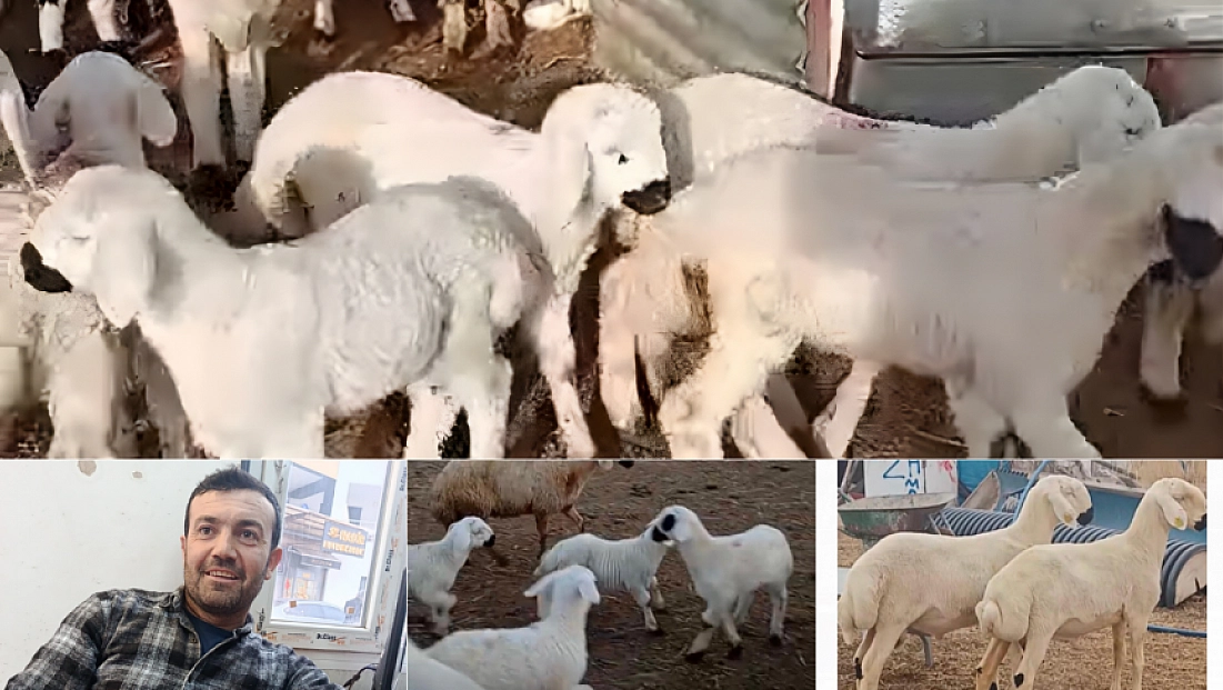 Malatya’da hayvancılık sektörünü tehdit ediyor...