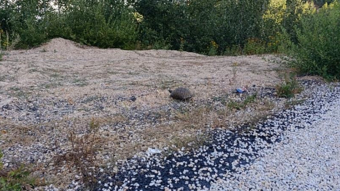 Malatya'da kaplumbağa için trafiği durdurdular!