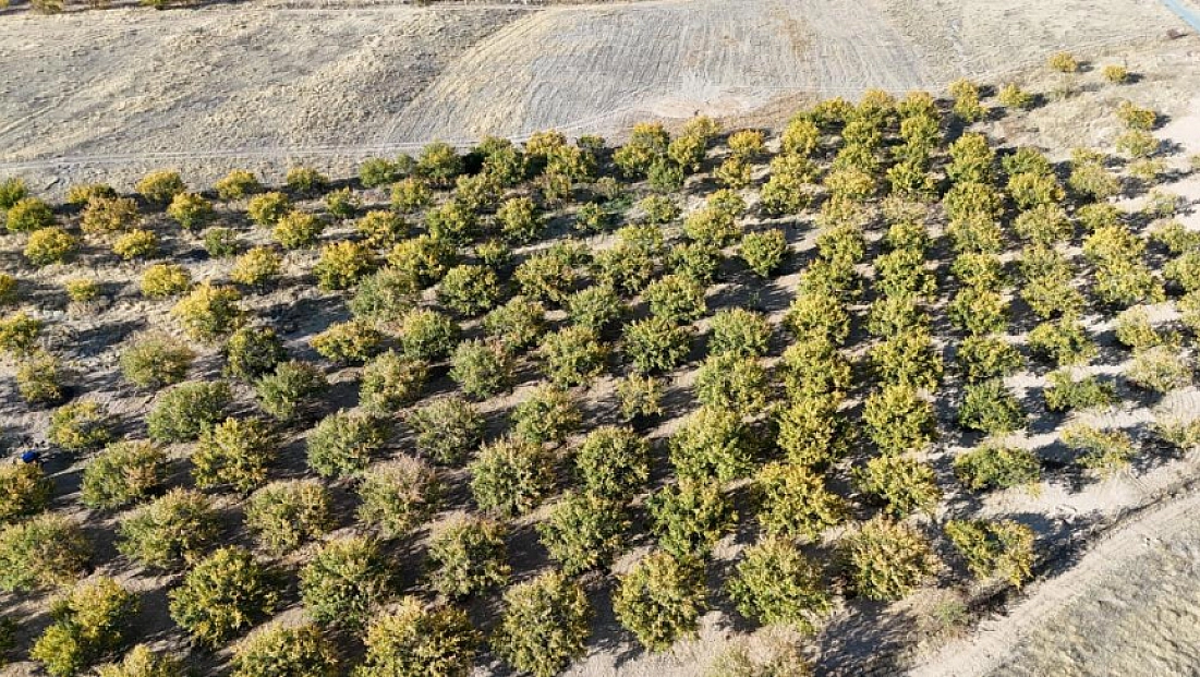 Malatya'da kayısı bahçeleri yeniden canlandı! Çiftçiler yeni sezona umutlu....