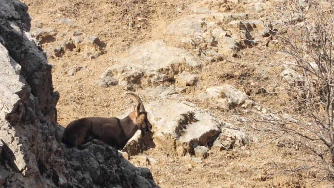 Malatya'da koruma altındaki dağ keçileri görüntülendi