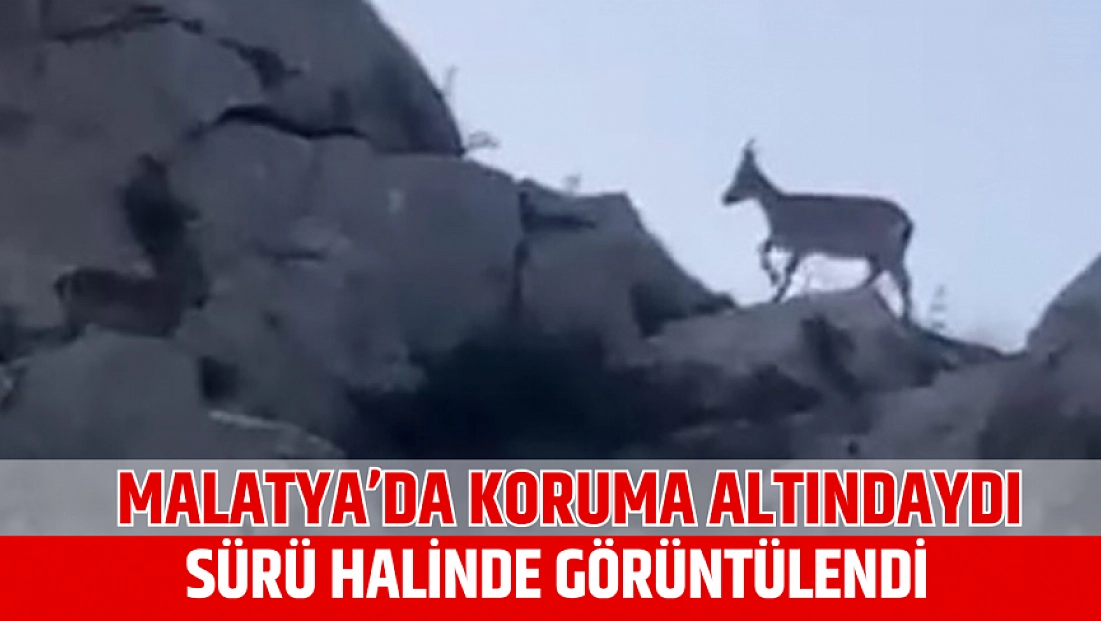 Malatya’da koruma altındaydı: Sürü halinde görüntülendi