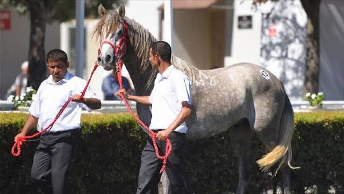 Malatya’da yetişti! Bursa’da görücüye çıktı… 14,3 Milyon TL kazandırdı