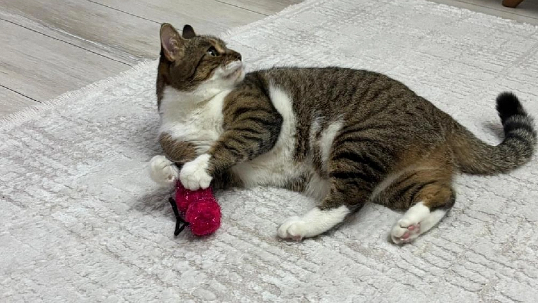 Malatya’da yıllardır süren yanlış anlayış çürütüldü