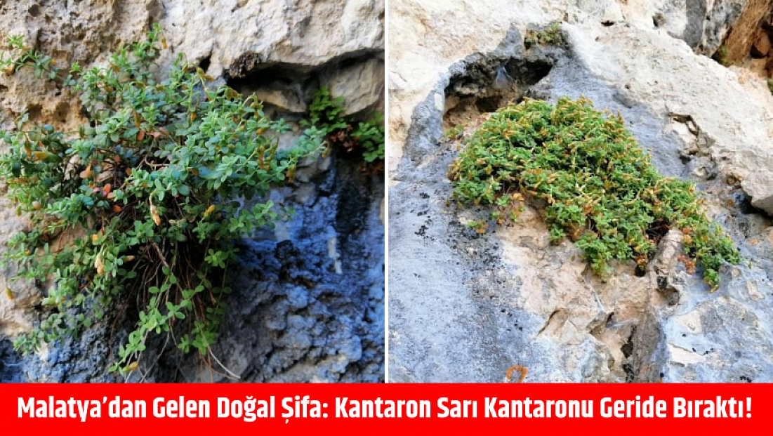 Malatya’dan Gelen Doğal Şifa: Kantaron Sarı Kantaronu Geride Bıraktı!