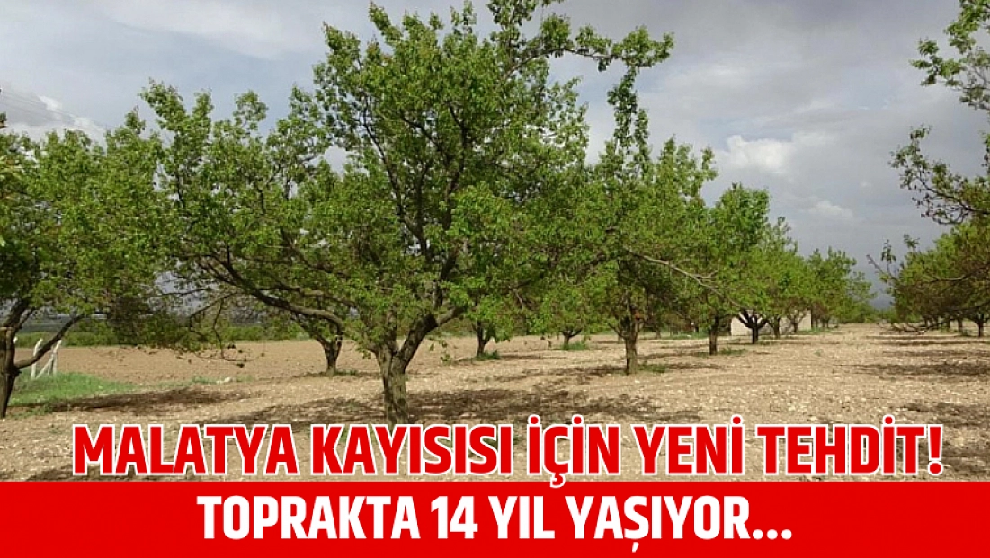 Malatya kayısısı için yeni tehdit! Toprakta 14 yıl yaşıyor...