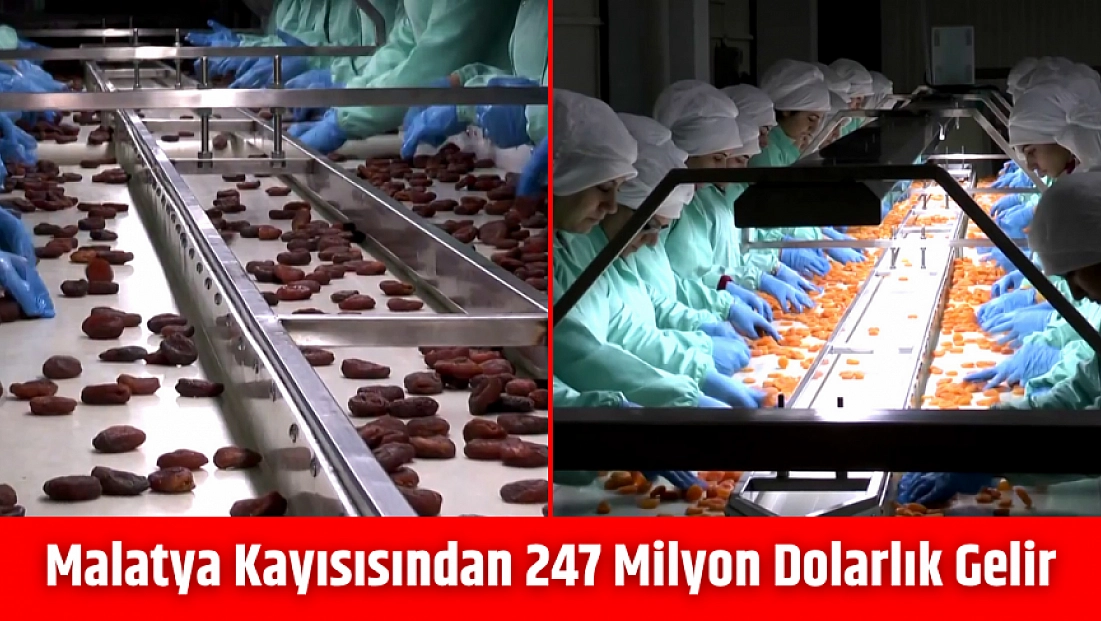 Malatya kayısısından 247 milyon dolarlık gelir