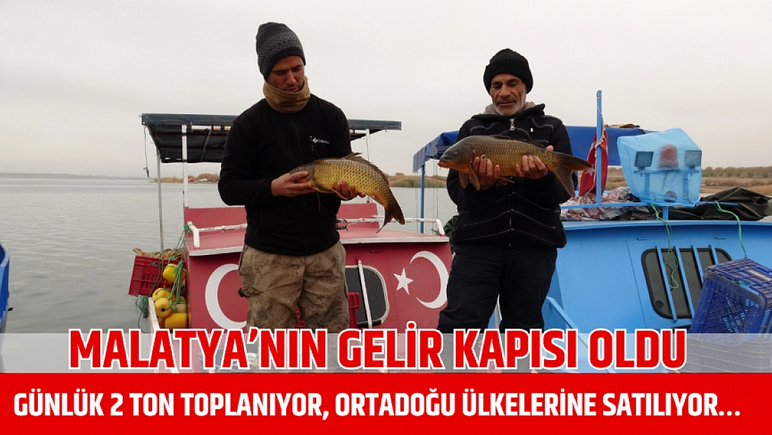 Malatya’nın gelir kapısı oldu: Günlük 2 ton toplanıyor, Ortadoğu ülkelerine satılıyor…