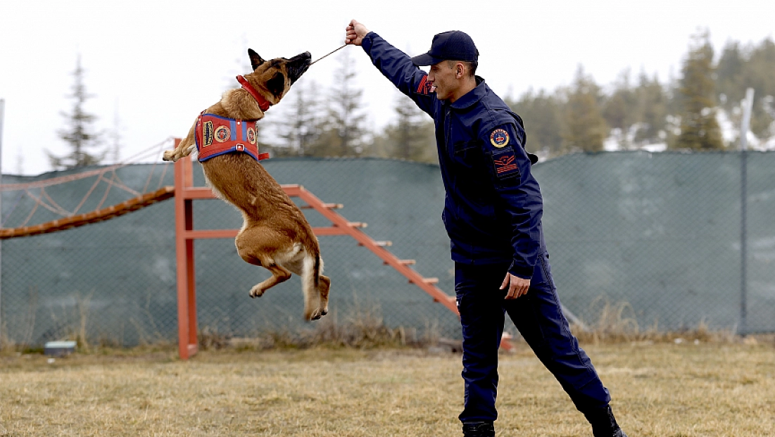 Malatya’nın kahraman köpeği Sima! Afetlerde görev başında