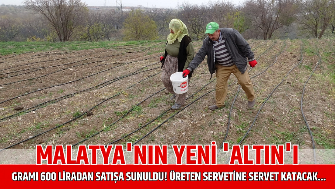 Malatya'nın yeni 'Altın’ı: Gramı 600 liradan satışa sunuldu!