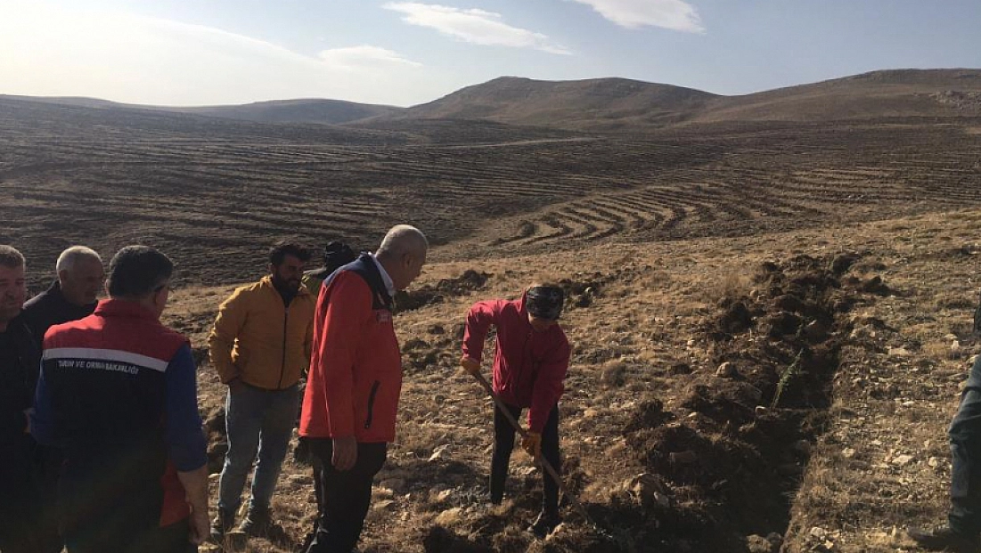 Meralar binlerce tuz çalısı ile yeşerecek