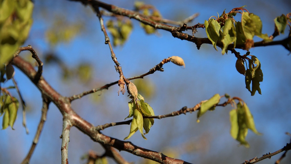 Meteoroloji’den sert uyarı: Malatya’da zirai don bekleniyor!