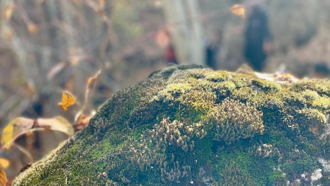 Ölbe Vadisi’nde çiğdem şöleni