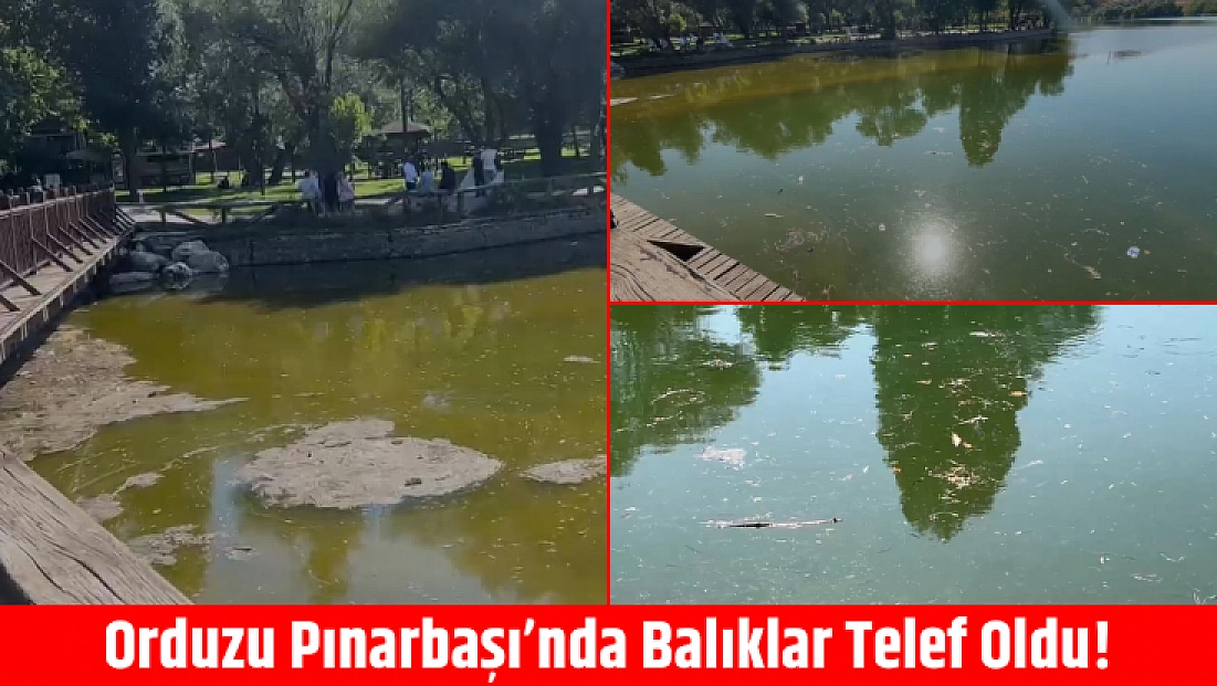 Orduzu Pınarbaşı’nda balıklar telef oldu!