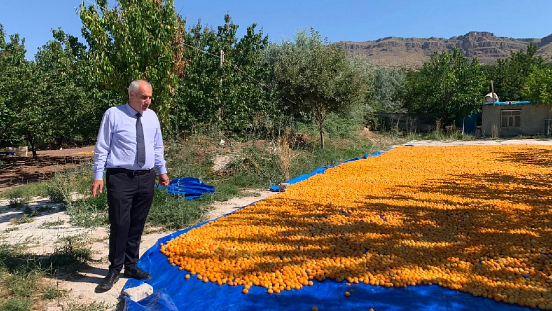 Osman Akar kayısı hasat sürecini yerinde inceledi