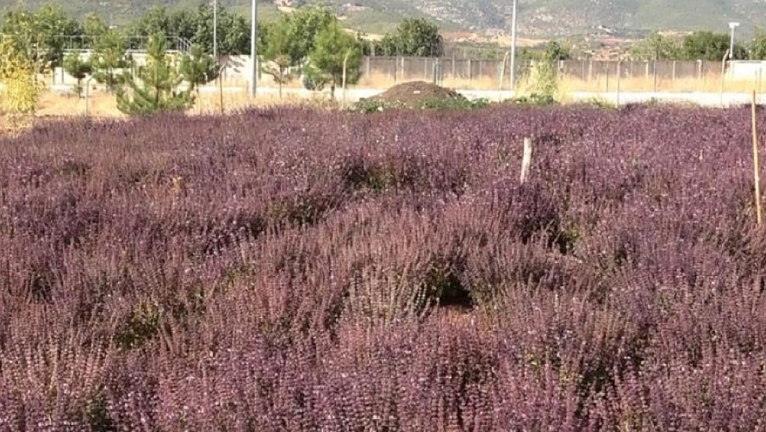 Reyhan çiçeği arılara can verdi