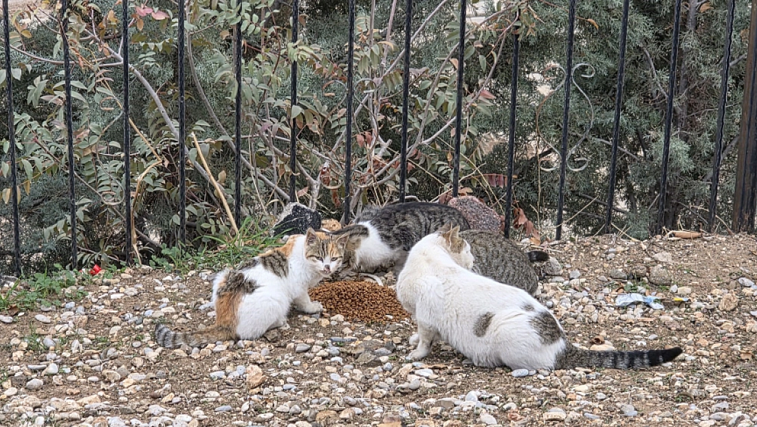Sahipsiz kedilere mama bırakıldı