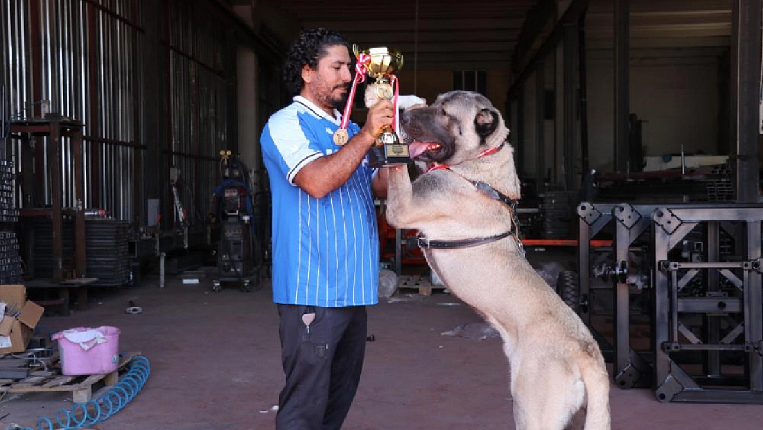 Sanayiden podyuma: Kangal Bozok güzellik yarışmasında birinci oldu