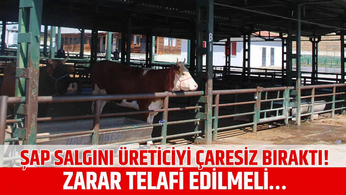 Şap salgını üreticiyi çaresiz bıraktı! Zarar telafi edilmeli…