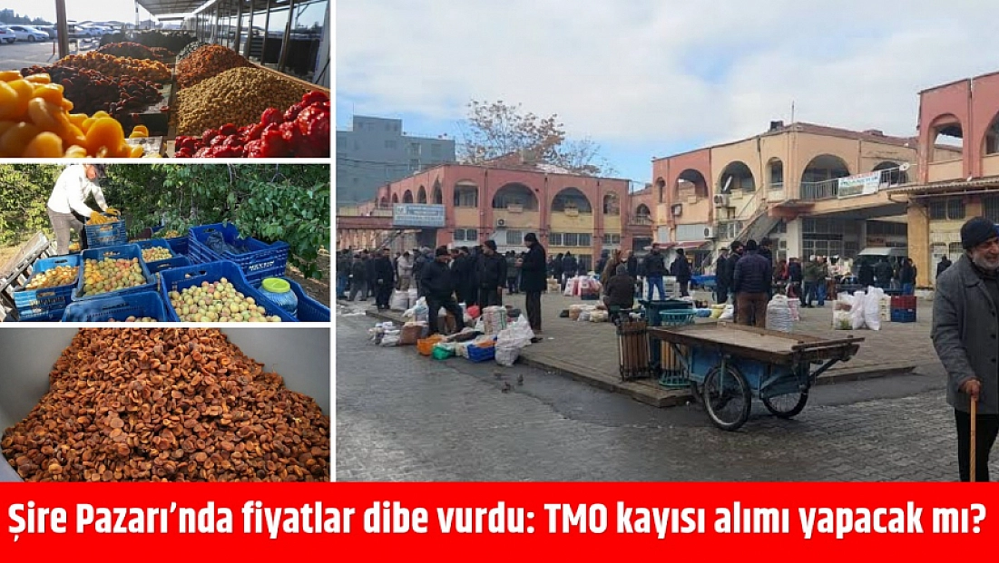 Şire Pazarı’nda fiyatlar dibe vurdu: TMO kayısı alımı yapacak mı?