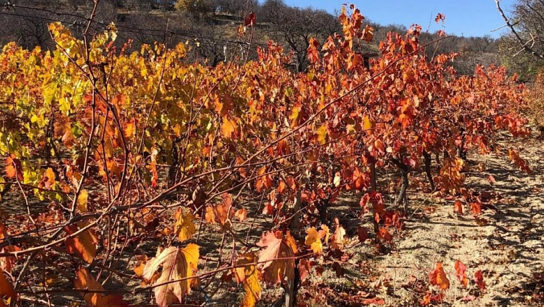Sonbaharın altın tonları Arapgir’e hayran bırakıyor