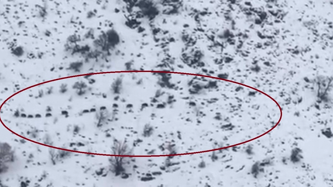 Sürü halinde gezen domuzlar görüntülendi