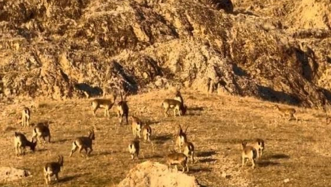 Tarihi kalede dağ keçileri görüldü